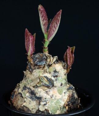 Cyphostemma bainesii A