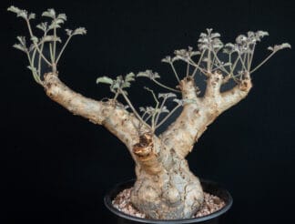 Cyphostemma betiforme D