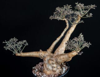 Cyphostemma betiforme thin leaves D