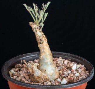 Cyphostemma betiforme thin leaves F