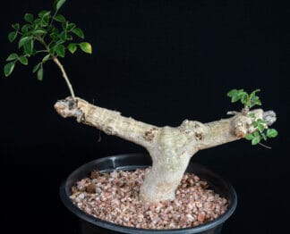 Commiphora drake-brockmanii B