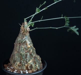 Cephalopentandra ecirrhosa B