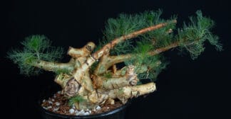 Commiphora kraeuseliana A
