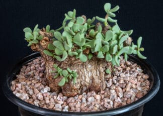 Ceraria pygmaea C