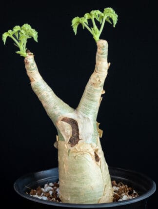 Cyphostemma uter B