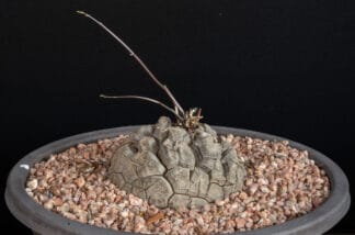 Dioscorea elephantipes A