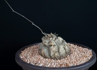 Dioscorea elephantipes B