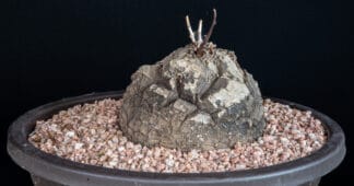 Dioscorea elephantipes C