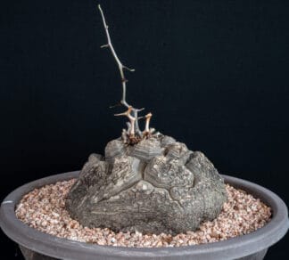 Dioscorea elephantipes D