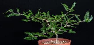 Operculicarya pachypus B