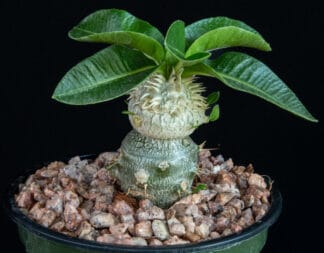 Pachypodium brevicaule A