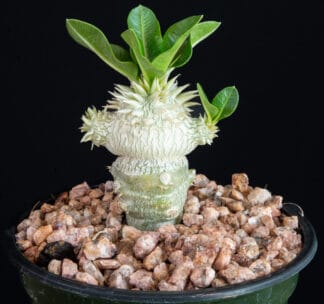Pachypodium brevicaule C