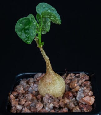 Pyrenacantha malvifolia A