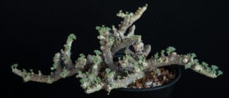 Sarcocaulon multifidum C