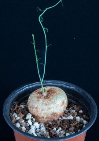 Adenia kirkii B