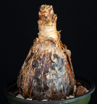 Ammocharis corranica B