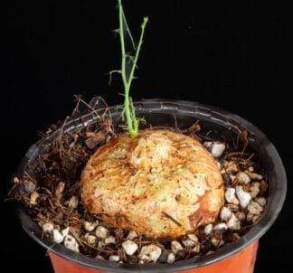 Adenia kirkii A