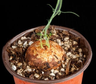 Adenia kirkii C