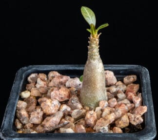 Adenium socotranum A