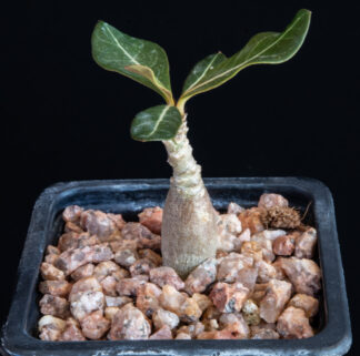 Adenium socotranum B