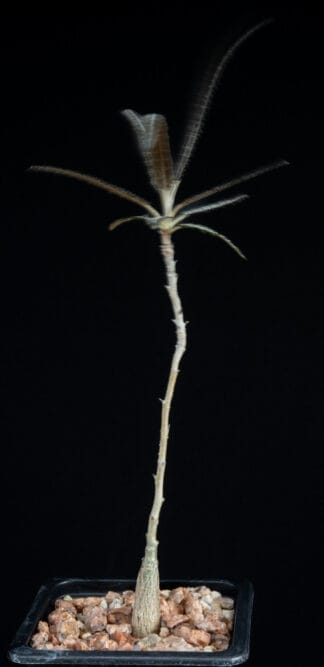Boswellia elongata A
