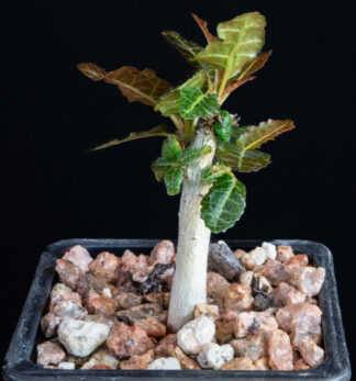 Boswellia nana C