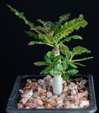 Boswellia nana D