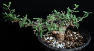 Boswellia neglecta B