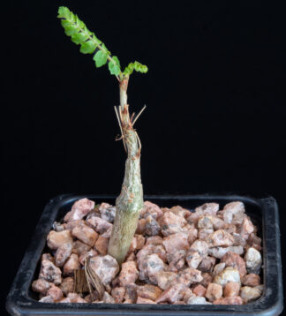 Boswellia neglecta G
