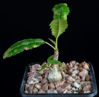 Boswellia popoviana C