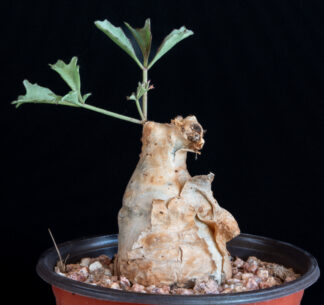 Cyphostemma betiforme A