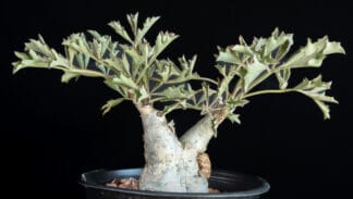 Cyphostemma betiforme thin leaves B