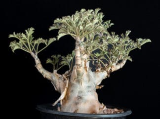 Cyphostemma betiforme thin leaves C