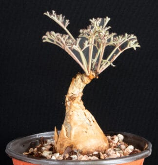 Cyphostemma betiforme thin leaves G