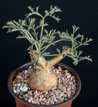 Cyphostemma betiforme thin leaves H