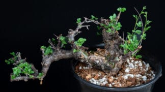 Commiphora boranensis B