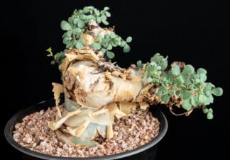 Commiphora kataf C