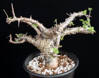 Commiphora kua var gowello A