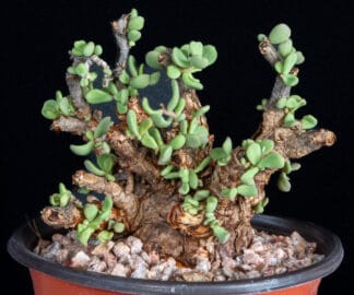 Ceraria pygmaea B