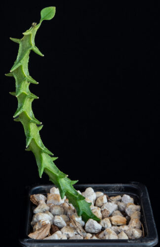 Ceropegia simoneae B