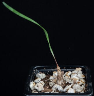 Cyrtanthus spiralis B