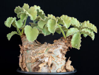 Cyphostemma uter macropus D