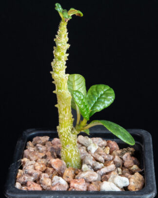 Dorstenia gigas A