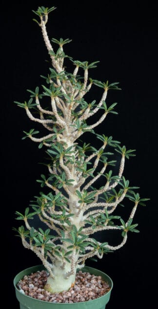 Dorstenia gigas bullata