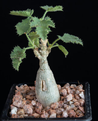 Dendrosicyos socotrana A