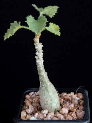 Dendrosicyos socotrana B
