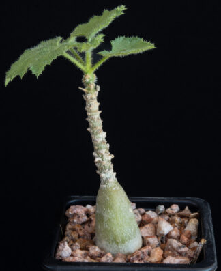 Dendrosicyos socotrana C