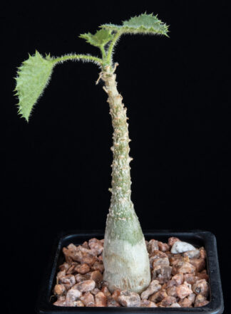 Dendrosicyos socotrana D