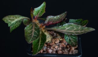 Euphorbia francoisii Thai hybrid A
