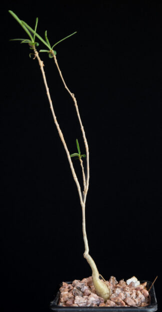 Euphorbia hedyotoides B